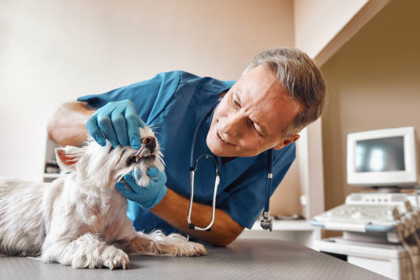 Best Pediatric Emergency Dentist in Toledo, IL